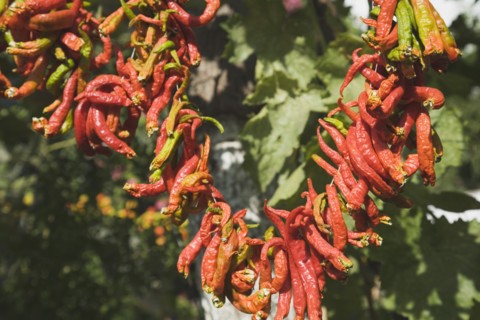 Selcuk, Izmir Province, Turkey. Ephesus. Strings of brightly coloured Capsicum annuum cultivars of