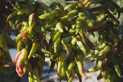 Kusadasi, Aydin Province, Turkey. Strings of green chilies begining to turn red hung up to dry in
