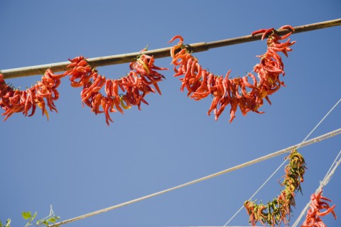 Kusadasi, Aydin Province, Turkey. Strings of brightly coloured chilies hanging up to dry in late