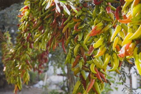 Kusadasi, Aydin Province, Turkey. Strings of brightly coloured chilies hanging up to dry in late