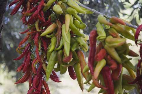Kusadasi, Aydin Province, Turkey. Strings of brightly coloured chilies drying in late afternoon