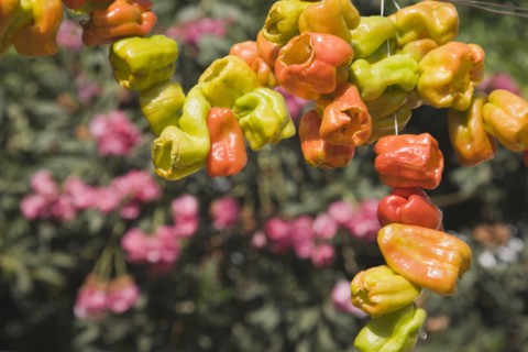 Selcuk, Izmir Province, Turkey. Ephesus. Strings of brightly coloured Capsicum annuum cultivars of