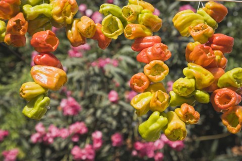 Selcuk, Izmir Province, Turkey. Ephesus. Strings of brightly coloured Capsicum annuum cultivars of