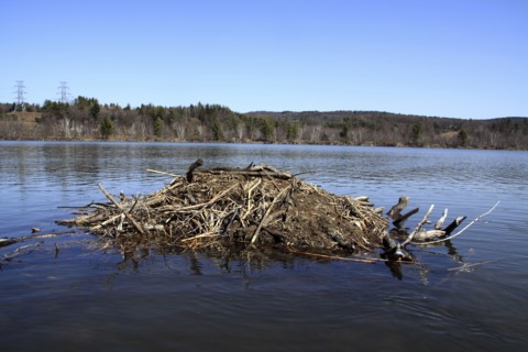 Hinsdale, New Hampshire, USA. Beaver Lodge on the Connecticut River during springtime. USA United