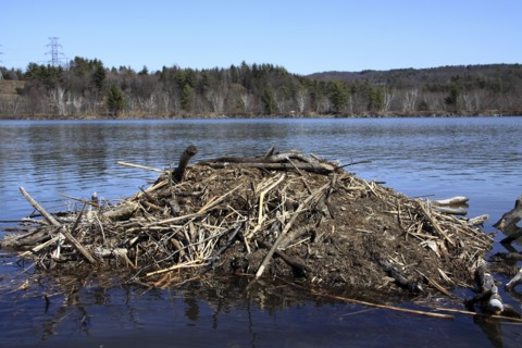 Hinsdale, New Hampshire, USA. Beaver Lodge on the Connecticut River during springtime. USA United