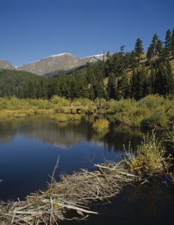 Rocky Mountain N P, Colorado, USA. Rocky Mountain National Park. Beaver dam on lake. USA United