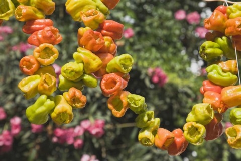 Selcuk, Izmir Province, Turkey. Ephesus. Strings of brightly coloured Capsicum annuum cultivars