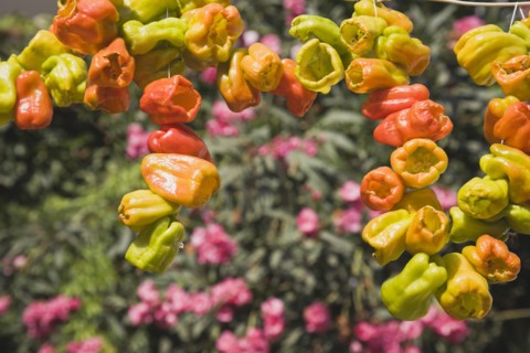 Selcuk, Izmir Province, Turkey. Ephesus. Strings of brightly coloured Capsicum annuum cultivars of