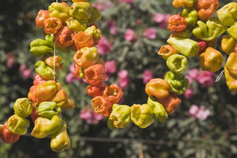 Selcuk, Izmir Province, Turkey. Ephesus. Strings of brightly coloured Capsicum annuum cultivars of