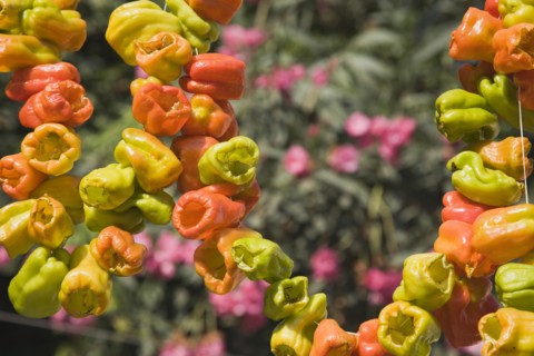 Selcuk, Izmir Province, Turkey. Ephesus. Strings of brightly coloured Capsicum annuum cultivars of
