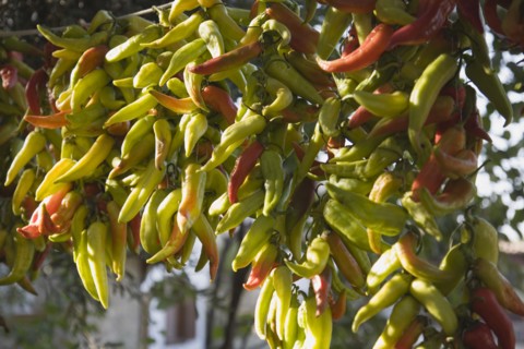 Kusadasi, Aydin Province, Turkey. Strings of brightly coloured chilies hanging up to dry in late