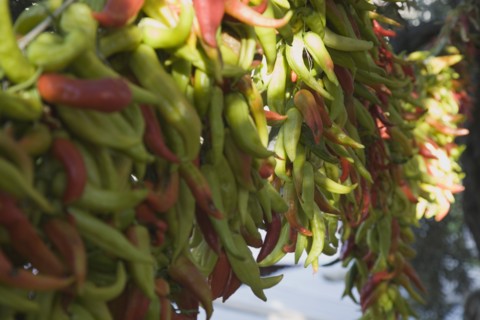 Kusadasi, Aydin Province, Turkey. Strings of chilies hanging up to dry in late afternoon summer