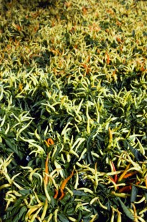 Agriculture, Herbs And Spices, Chillies, Green yellow and ripe red chili peppers growing on plants.