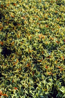 Agriculture, Herbs And Spices, Chillies, Green yellow and ripe red chili peppers growing on plants.