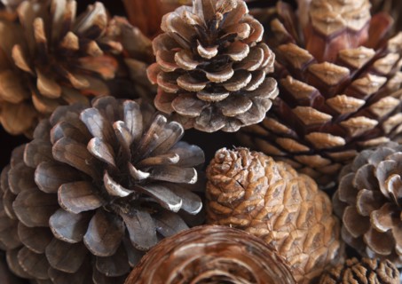 Trees, Pine, Cones, Detail of pine cones.