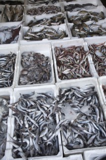 Albania, Tirane, Tirana, Display of fish in the Avni Rustemi Market.