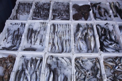 Albania, Tirane, Tirana, Display of fish for sale in the Avni Rustemi Market.