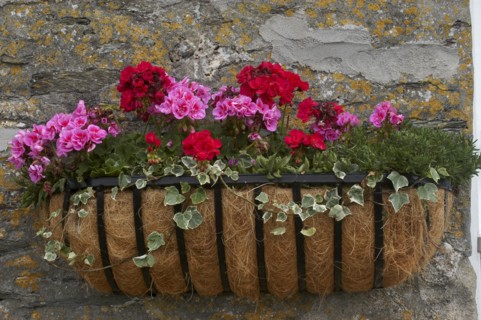 Plants, Flowers, Flower Box with blooming pink and red flowers