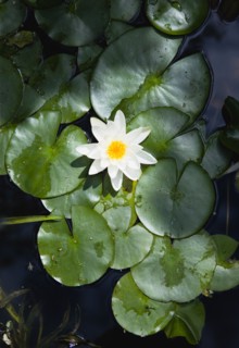 Gardens, Plants, Aquatic, Single white water lily flower of the family Nymphaeaceae in a pond