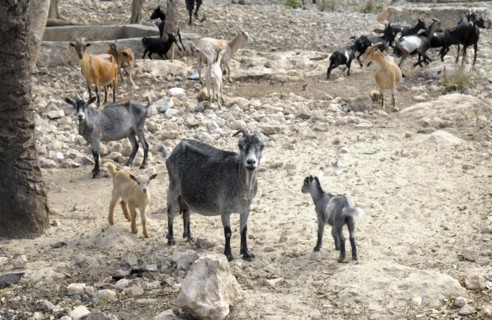 Haiti, La Gonave, Goats provided to haitian families by the Scottish Charity LemonAid which helps