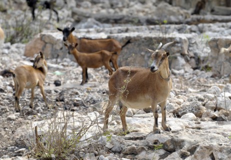 Haiti, La Gonave, Goats provided to haitian families by the Scottish Charity LemonAid which helps