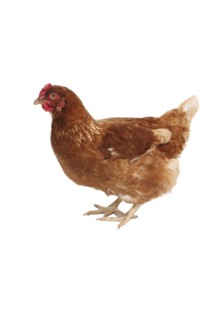 Animals, Birds, Poultry, Chicken photographed on a white background  side on facing left.