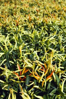 Agriculture, Herbs And Spices, Chillies, Green yellow and ripe red chili peppers growing on plants.
