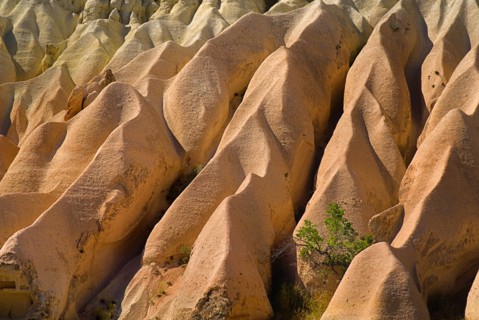 Rose Valley. Small tree growing amongst ochre coloured volcanic tufa rocks. Photo: Hugh Rooney