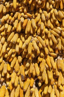 Corn cobs drying in the sun. Photo: Mel Longhurst