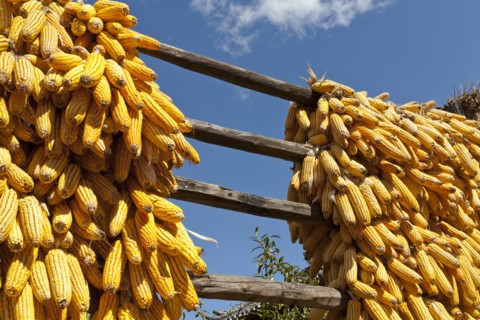 Corn cobs drying in the sun. Photo: Mel Longhurst