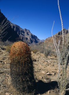 USA, Arizona, Grand Canyon, Cactus within the Hualapai Indian reservation part of the canyon