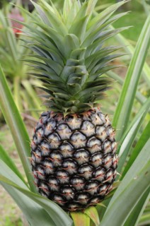 Mexico, Jalisco, Puerto Vallarta, Pineapple growing. 
Photo : Nick Bonetti