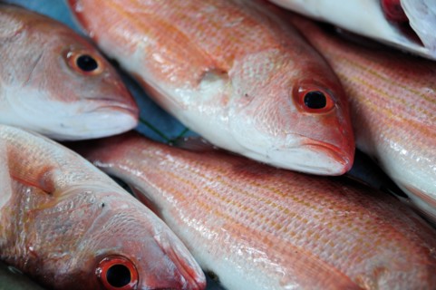 Mexico, Guerrero, Zihuatanejo, Close cropped view of red snapper fish for sale. 
Photo : Nick