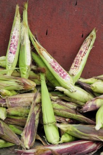 Mexico, Michoacan, Patzcuaro, Pile of maize. 
Photo : Nick Bonetti