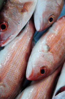 Mexico, Guerrero, Zihuatanejo, Close cropped view of red snapper fish for sale in the market.