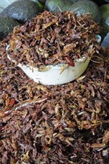 Mexico, Oaxaca, Dried chapulines or grasshoppers. 
Photo : Nick Bonetti