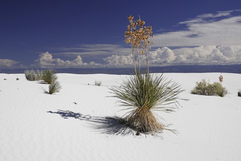 USA, New Mexico, Otero County, White Sands National Monunment. Landscape of wind rippled white sand