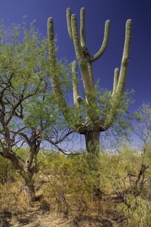 USA, Arizona, Saguaro National Park, Cactus Plants. 
Photo : Hugh Rooney