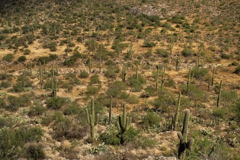 USA, Arizona, Saguaro National Park, Cactus Plants. 
Photo : Hugh Rooney