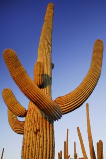 USA, Arizona, Saguaro National Park, Catus Plant in golden light against a blue sky. 
Photo : Hugh