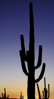 USA, Arizona, Saguaro National Park, Catus Plant seen in silhouette at dusk. 
Photo : Hugh Rooney