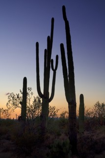 USA, Arizona, Saguaro National Park, Catus Plants silhouetted in dusk light. 
Photo : Hugh Rooney