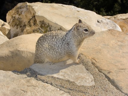 USA, Arizona, Grand Canyon, Prairie dog on the rocks. South Rim at Yavapai Point. 
Photo : Hugh