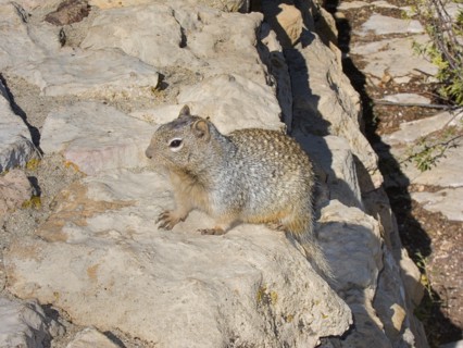 USA, Arizona, Grand Canyon, Prairie dog on the rocks. South Rim at Yavapai Point. 
Photo : Hugh