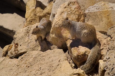 USA, Arizona, Grand Canyon, Prairie dogs on the rocks. South Rim at Yavapai Point. 
Photo : Hugh