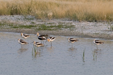 Canada, Alberta, Tyrrell Lake, Seven American Avocet Recurvirostra americana feeding on the lake