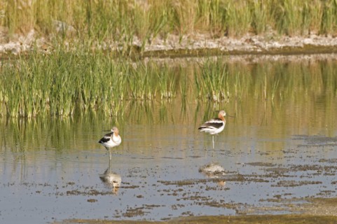 Canada, Alberta, Tyrrell Lake, American Avocet Recurvirostra americana two birds standing on one