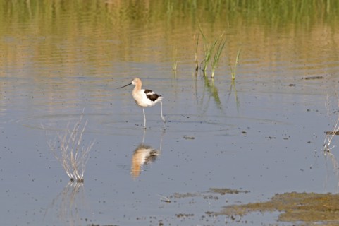Canada, Alberta, Tyrrell Lake, American Avocet Recurvirostra americana walking in the water