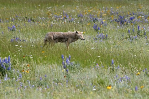 Canada, Alberta, Waterton Lakes National Park, Coyote Canis latrans stalking its prey among the