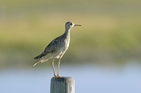 Canada, Alberta, Milk River Ridge, Upland Sandpiper Bartramia longicauda. 
Photo : Trevor Page